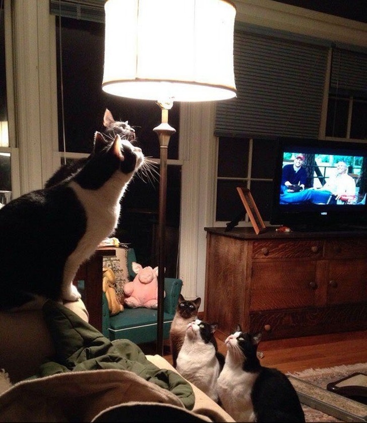 20+ тварин, чия непередбачуваність здивувала навіть їх самих