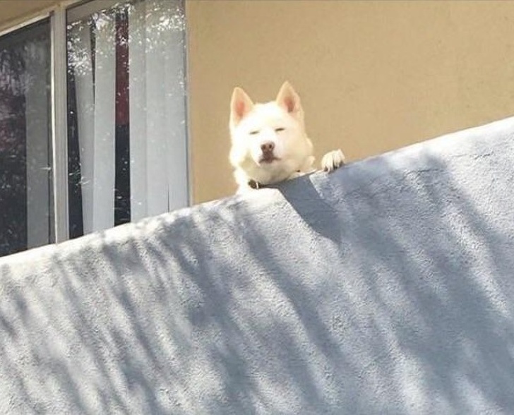 20+ тварин, чия непередбачуваність здивувала навіть їх самих