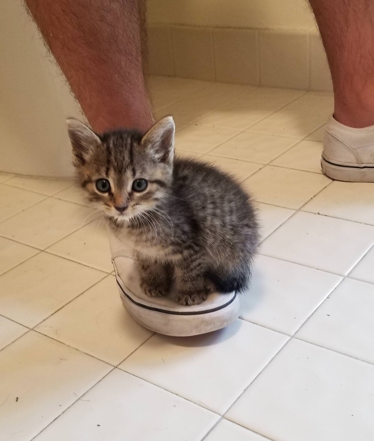 20+ тварин, чия непередбачуваність здивувала навіть їх самих