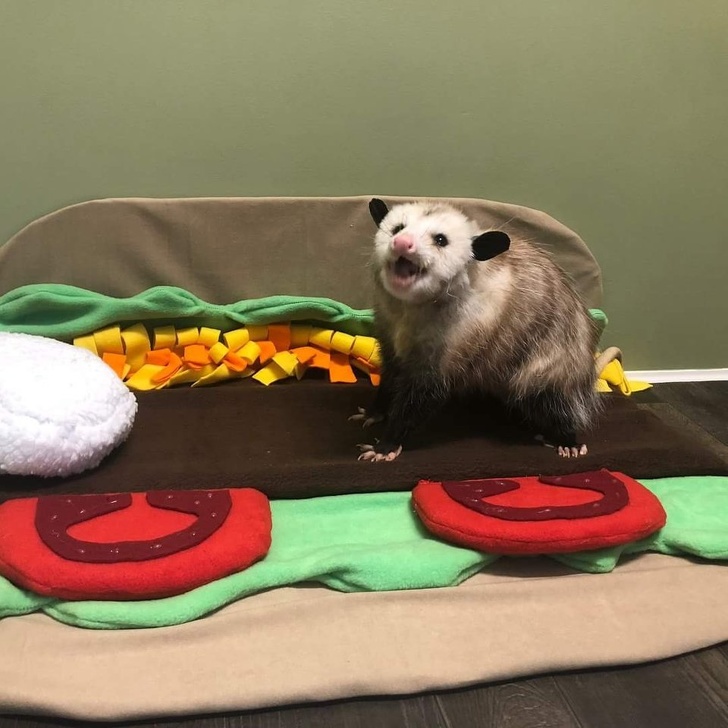 20+ тварин, чия непередбачуваність здивувала навіть їх самих