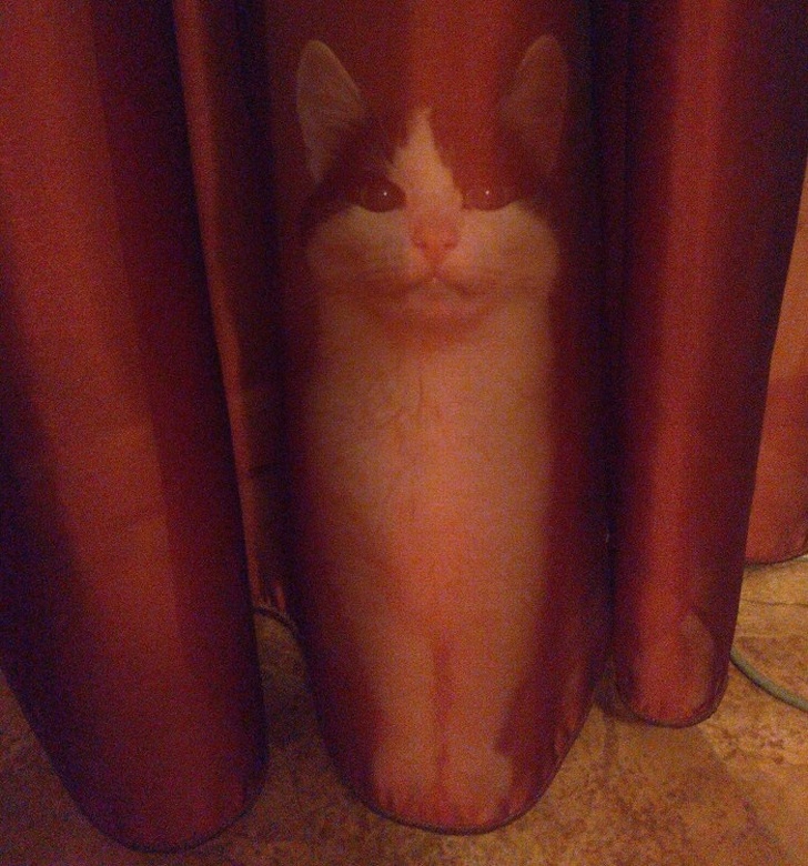 20+ тварин, чия непередбачуваність здивувала навіть їх самих