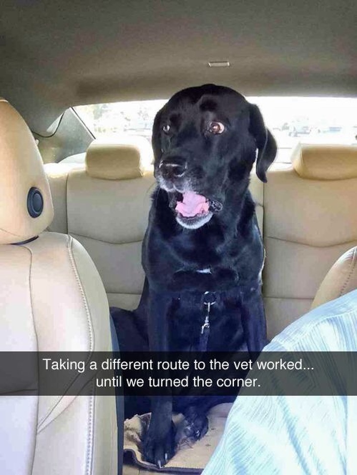 20+ тварин, чия непередбачуваність здивувала навіть їх самих