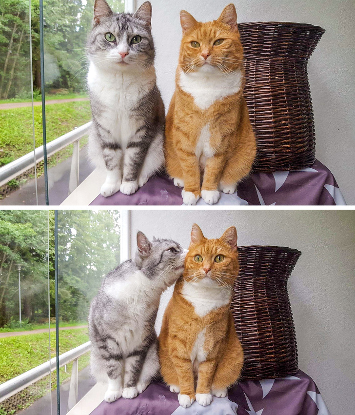 20+ тварин, чия непередбачуваність здивувала навіть їх самих