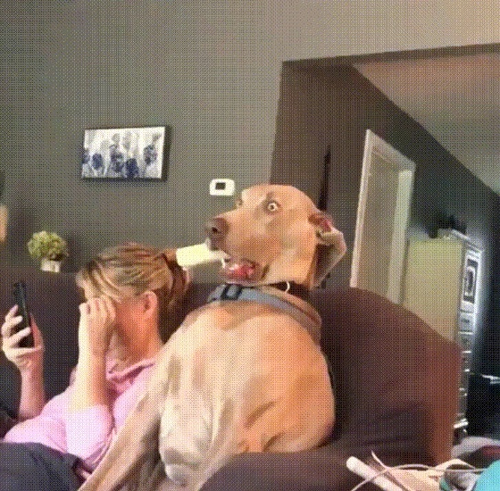 20+ тварин, чия непередбачуваність здивувала навіть їх самих