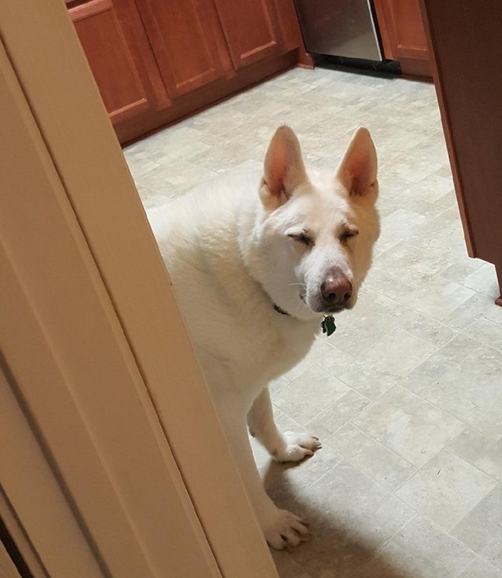 20+ тварин, чия непередбачуваність здивувала навіть їх самих