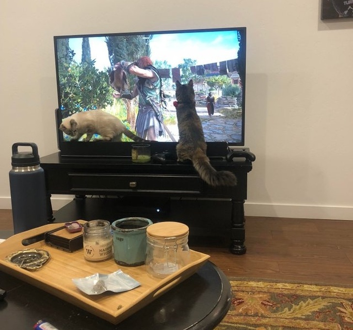 20+ тварин, чия непередбачуваність здивувала навіть їх самих