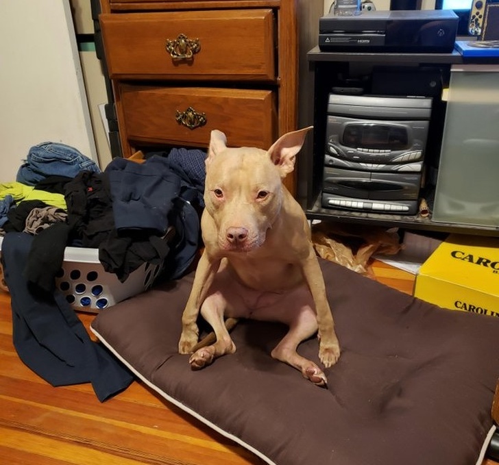 20+ тварин, чия непередбачуваність здивувала навіть їх самих