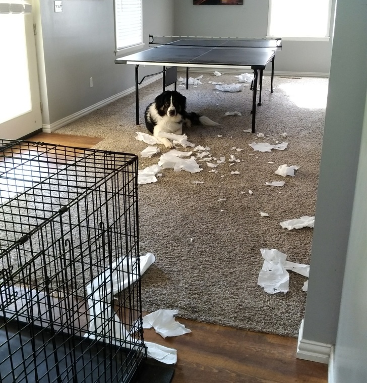 20+ тварин, чия непередбачуваність здивувала навіть їх самих