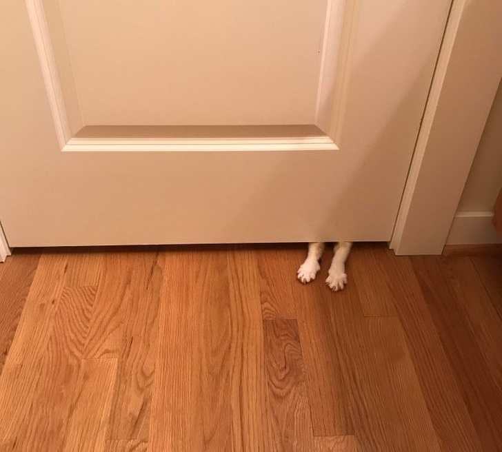 20+ тварин, чия непередбачуваність здивувала навіть їх самих