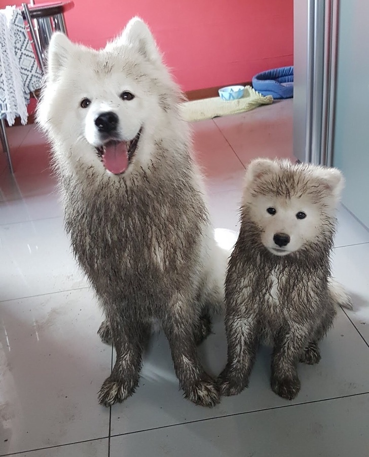 20+ тварин, чия непередбачуваність здивувала навіть їх самих