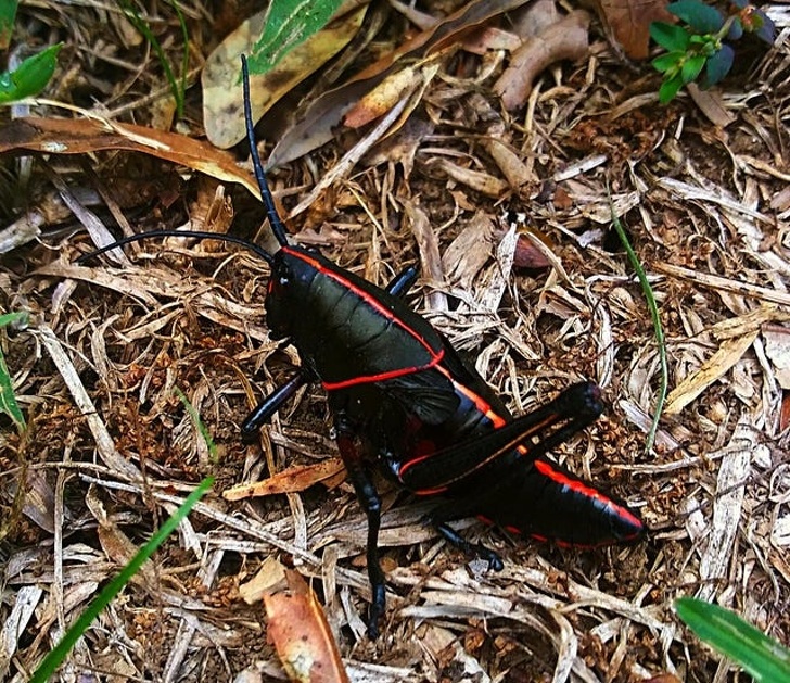 20+ тварин, при створенні яких природа трохи відволіклася, і вийшло те, що вийшло