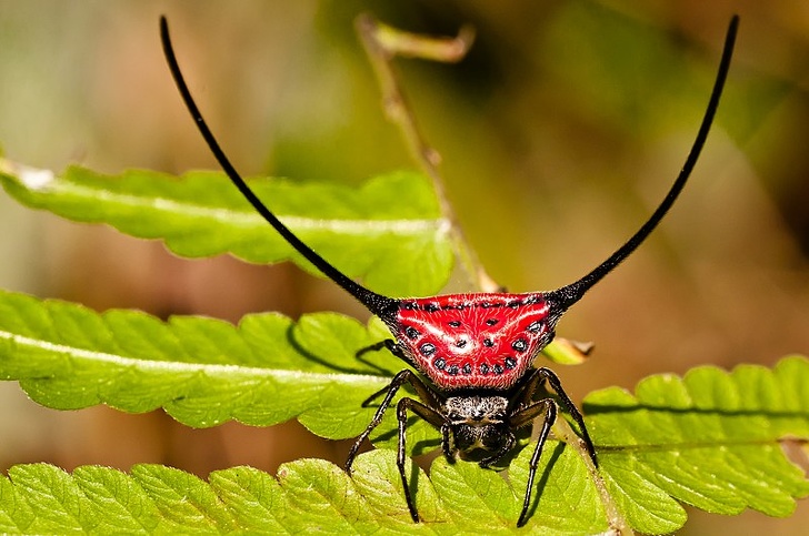 20+ тварин, при створенні яких природа трохи відволіклася, і вийшло те, що вийшло