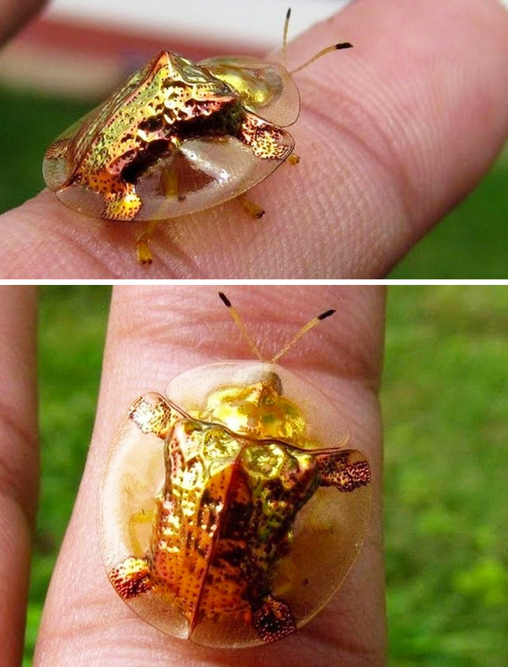 20+ тварин, при створенні яких природа трохи відволіклася, і вийшло те, що вийшло