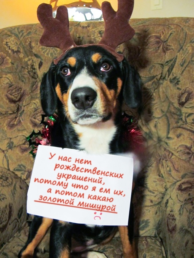 20 тварин, які не збираються прикидатися, що люблять цей ваш безглуздий Новий рік