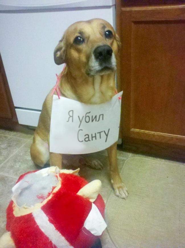 20 тварин, які не збираються прикидатися, що люблять цей ваш безглуздий Новий рік