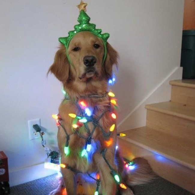 20 тварин, які не збираються прикидатися, що люблять цей ваш безглуздий Новий рік