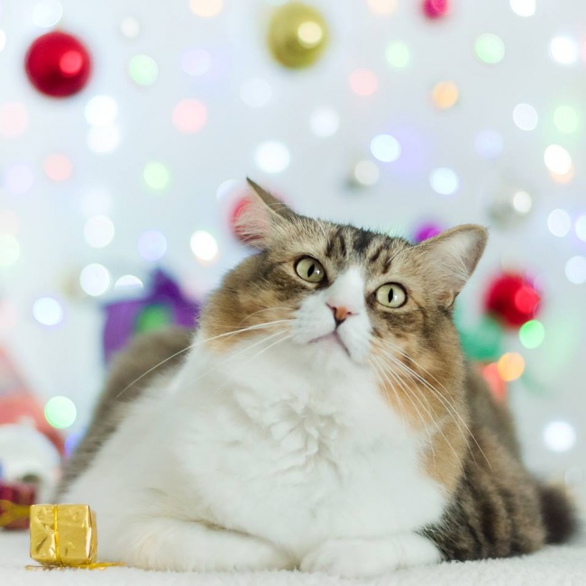 20 тварин, які не збираються прикидатися, що люблять цей ваш безглуздий Новий рік