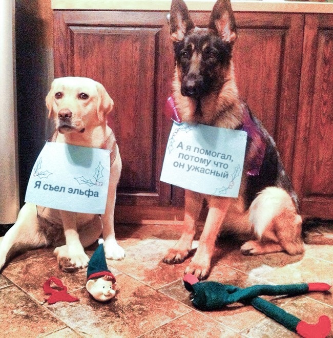 20 тварин, які не збираються прикидатися, що люблять цей ваш безглуздий Новий рік