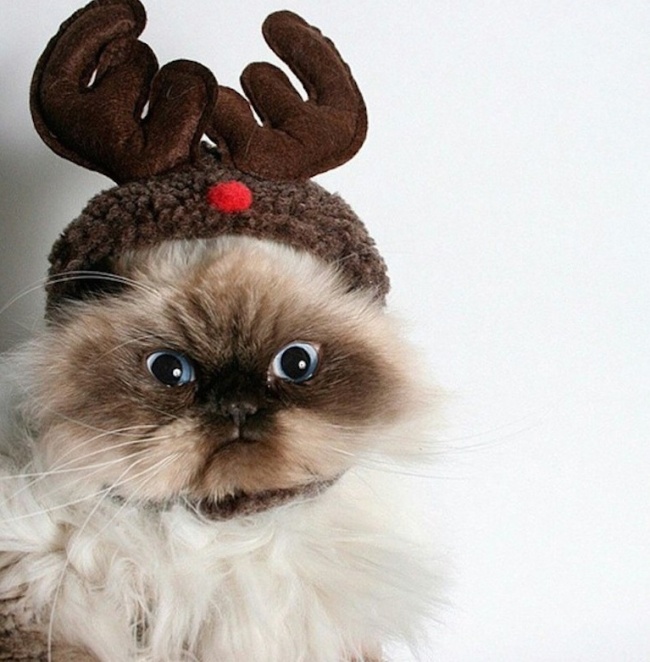 20 тварин, які не збираються прикидатися, що люблять цей ваш безглуздий Новий рік