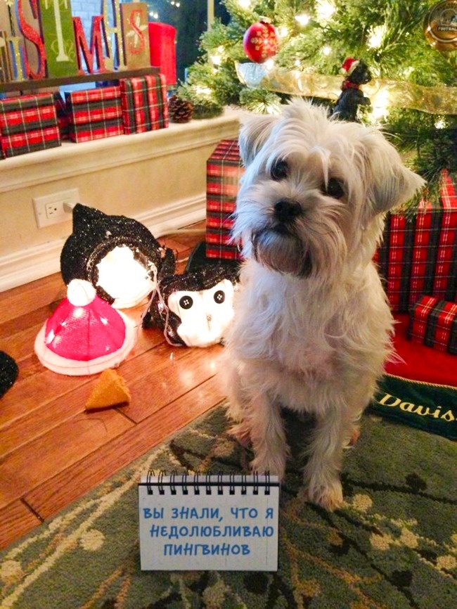 20 тварин, які не збираються прикидатися, що люблять цей ваш безглуздий Новий рік