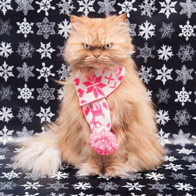 20 тварин, які не збираються прикидатися, що люблять цей ваш безглуздий Новий рік