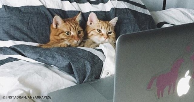 20 тварин, які поводяться зовсім як ми