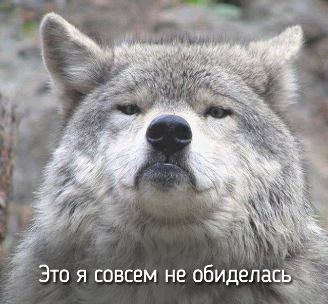 20 тварин, які поводяться зовсім як ми