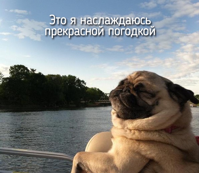 20 тварин, які поводяться зовсім як ми