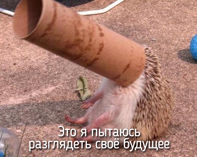 20 тварин, які поводяться зовсім як ми