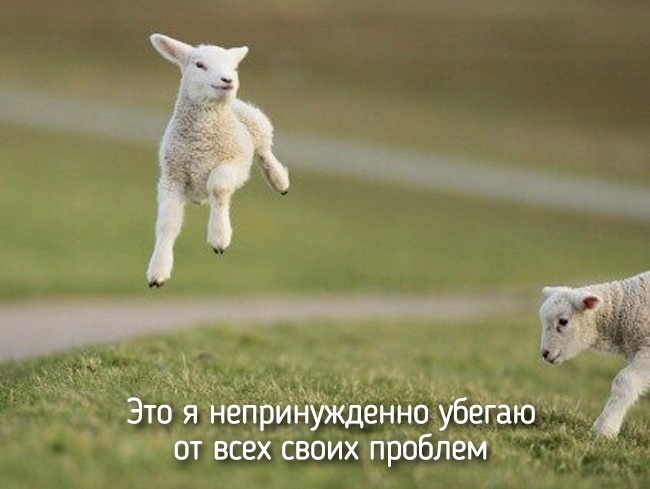 20 тварин, які поводяться зовсім як ми