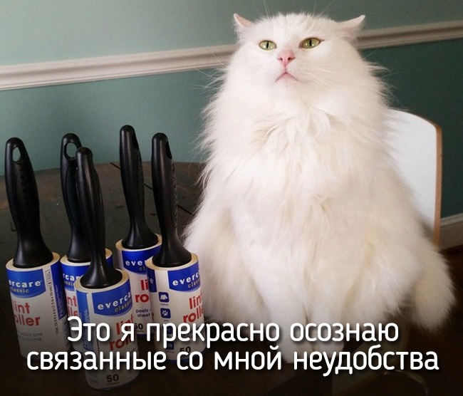 20 тварин, які поводяться зовсім як ми