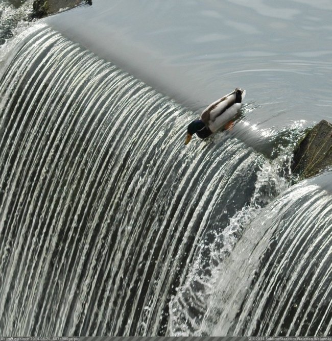 20 тварин, які поводяться зовсім як я