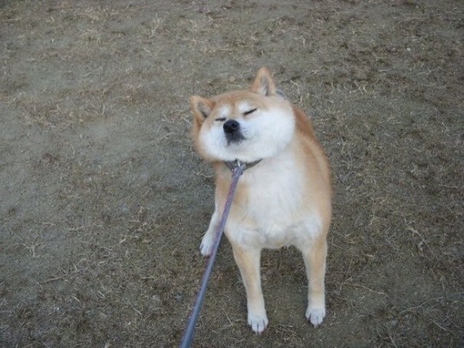 20 тварин, які поводяться зовсім як я