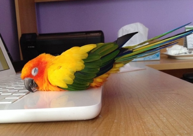 20 тварин, які поводяться зовсім як я