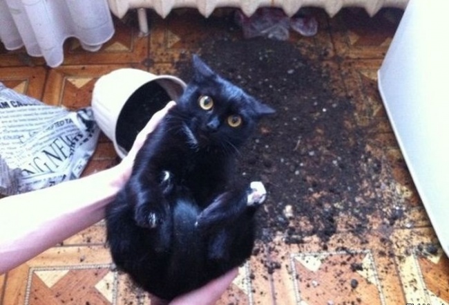 20 тварин, які поводяться зовсім як я