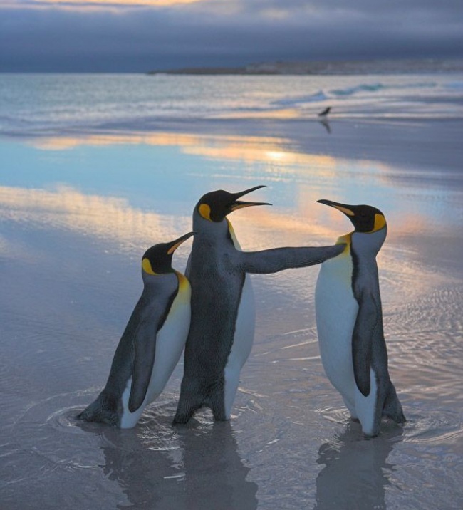 20 тварин, які поводяться зовсім як я