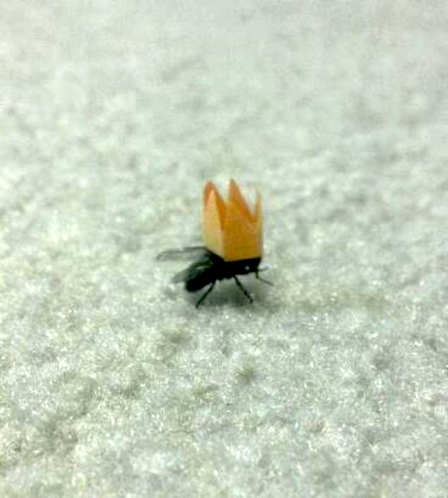 20 тварин, які поводяться зовсім як я