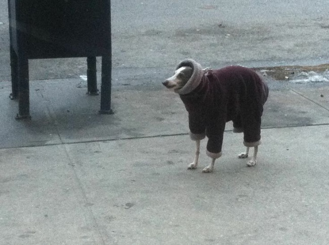 20 тварин, які поводяться зовсім як я