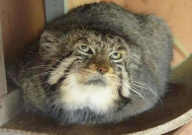 20 тварин, які поводяться зовсім як я