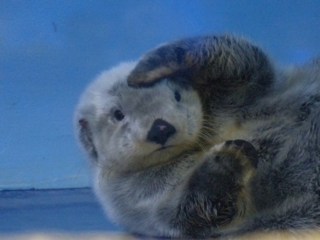 20 тварин, які поводяться зовсім як я