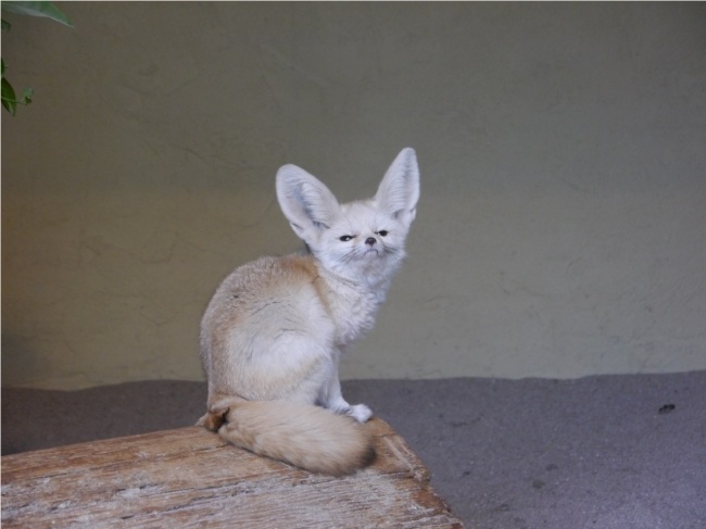 20 тварин, які поводяться зовсім як я