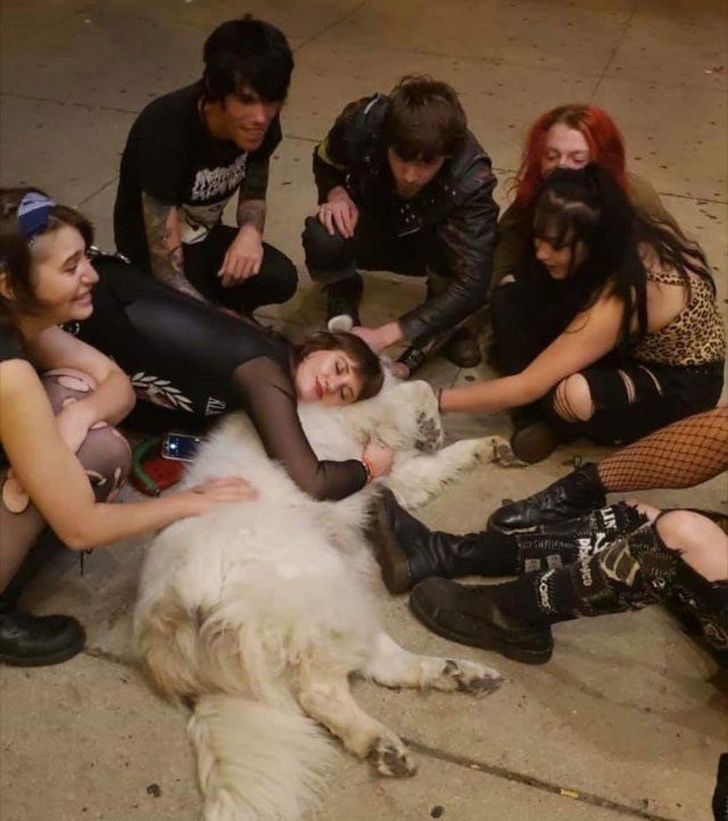 20+ тварин, які приготували людям сюрприз