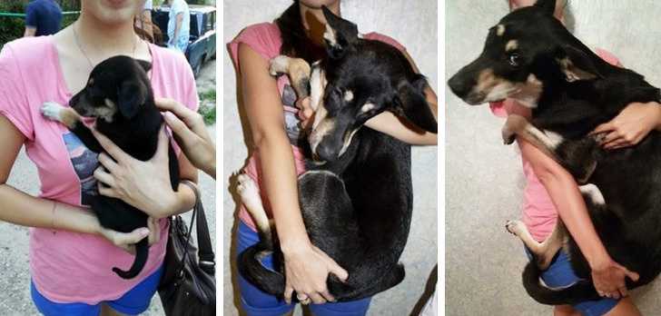 20+ тварин, які приготували людям сюрприз