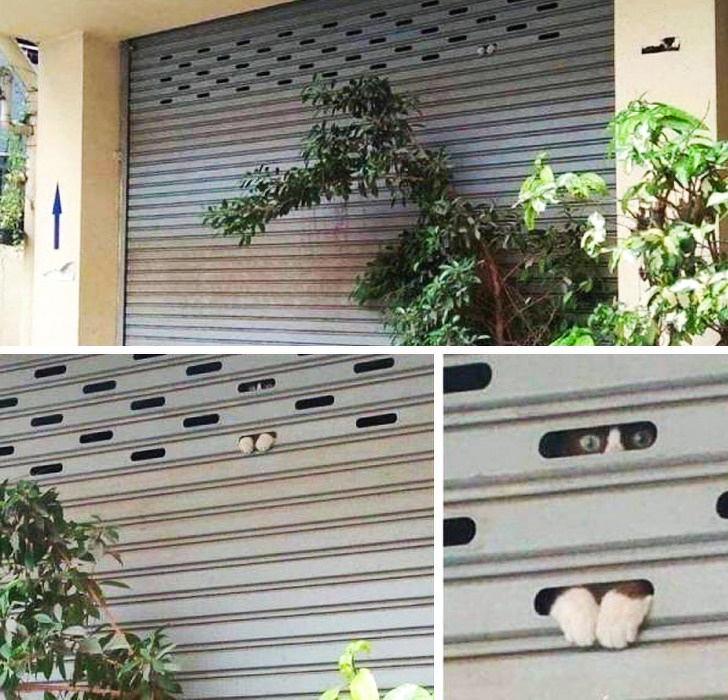 20+ тварин, які приготували людям сюрприз