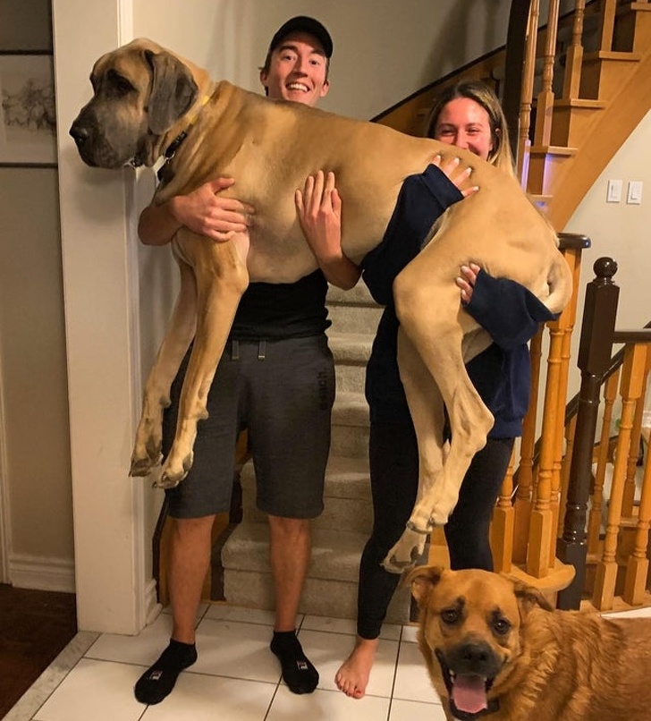 20+ тварин, які приготували людям сюрприз