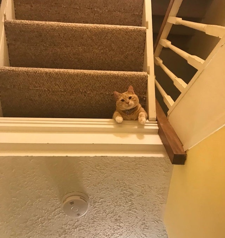 20+ тварин, які приготували людям сюрприз