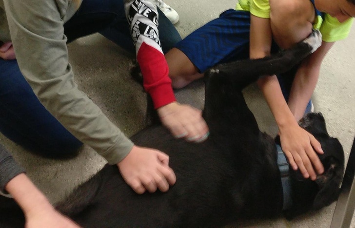 20+ тварин, які приготували людям сюрприз