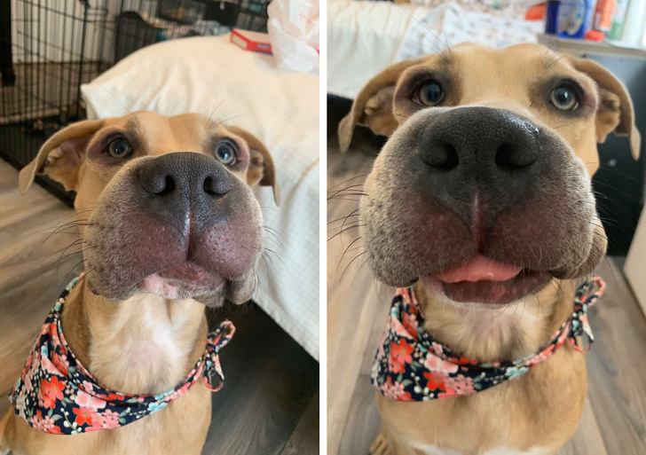 20+ тварин, які приготували людям сюрприз