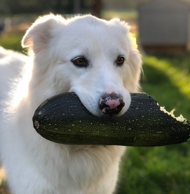 20+ тварин, які приготували людям сюрприз