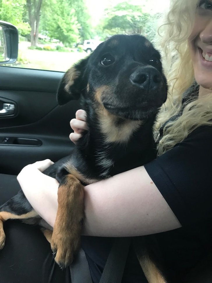 20+ тварин, які ще вчора були бездомними, а сьогодні знайшли родину